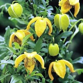 Clematis tangutica - 5 Seed Pack - Exotic Perennial Vine - Combined Global Shipping - New