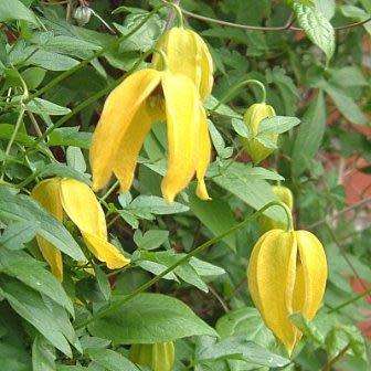 Clematis tangutica Seeds - Exotic Perennial Vine - Combined Global Shipping - New