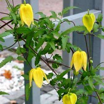 Clematis tangutica Seeds - Exotic Perennial Vine - Combined Global Shipping - New