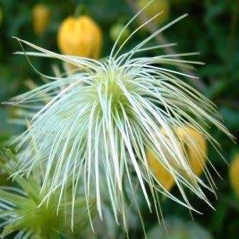 Clematis tangutica - 5 Seed Pack - Exotic Perennial Vine - Combined Global Shipping - New