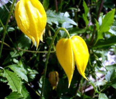 Clematis tangutica - 5 Seed Pack - Exotic Perennial Vine - Combined Global Shipping - New