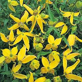 Clematis tangutica - 5 Seed Pack - Exotic Perennial Vine - Combined Global Shipping - New