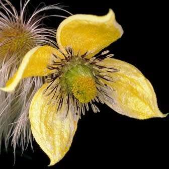 Clematis tangutica - 5 Seed Pack - Exotic Perennial Vine - Combined Global Shipping - New