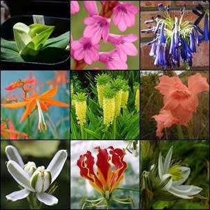 Summer Flowering Indigenous Perennial Bulb Seed Collection 85 Seeds 10 Varieties - Sow Spring - New