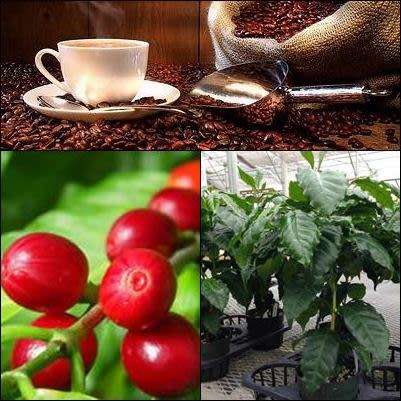 Grow your own Coffee Beans! - 5 Coffea catura arabica Seeds - Cafe Catura Tree or Shrub