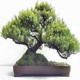 5 Coleonema Bonsai Seeds - Confetti Bush - Indigenous - Insured Combined Ship Rate