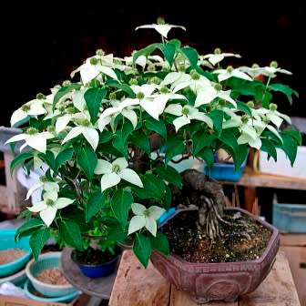 Cornus kousa var chinensis - Chinese Dogwood Bonsai Seeds + Bonsai eBook - Combined Shipping