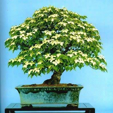 Cornus kousa var chinensis - Chinese Dogwood Bonsai Seeds + Bonsai eBook - Combined Shipping