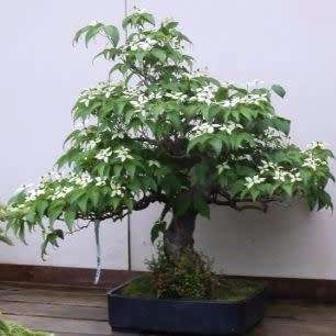 Cornus kousa var chinensis - Chinese Dogwood Bonsai Seeds + Bonsai eBook - Combined Shipping