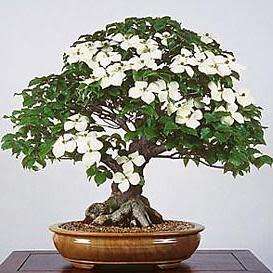 Cornus kousa var chinensis - Chinese Dogwood Bonsai Seeds + Bonsai eBook - Combined Shipping
