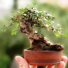 5 Rockspray Cotoneaster - Cotoneaster horizontalis Bonsai Seeds + Bonsai eBook - Combined Shipping