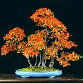 5 Rockspray Cotoneaster - Cotoneaster horizontalis Bonsai Seeds + Bonsai eBook - Combined Shipping