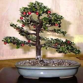 Cotoneaster microphyllus - Smallleaf Cotoneaster Bonsai 5 Seeds + FREE Seeds + Bonsai eBook NEW
