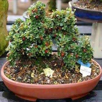 Cotoneaster microphyllus - Smallleaf Cotoneaster Bonsai 5 Seeds + FREE Seeds + Bonsai eBook NEW