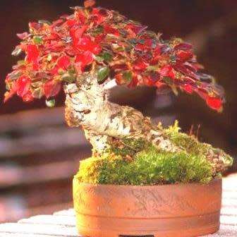 Cotoneaster microphyllus - Smallleaf Cotoneaster Bonsai 5 Seeds + FREE Seeds + Bonsai eBook NEW