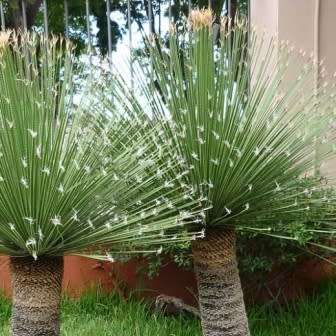 Dasylirion acrotrichum - Great Desert Spoon - 5 Seed Pack - Exotic Succulent from Mexico