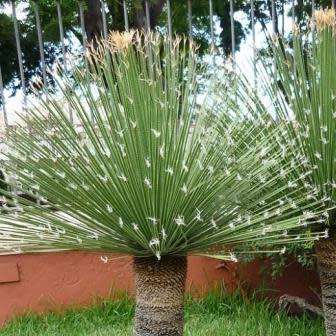 Dasylirion acrotrichum - Great Desert Spoon - 5 Seed Pack - Exotic Succulent from Mexico