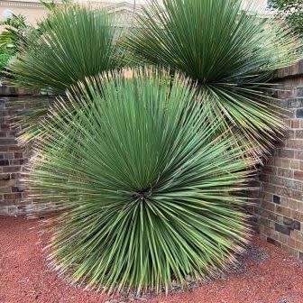 Dasylirion acrotrichum - Great Desert Spoon - 5 Seed Pack - Exotic Succulent from Mexico