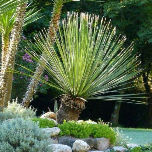 Dasylirion acrotrichum - Great Desert Spoon - 5 Seed Pack - Exotic Succulent from Mexico