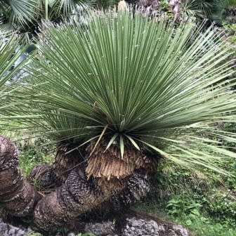 Dasylirion acrotrichum - Great Desert Spoon - 5 Seed Pack - Exotic Succulent from Mexico