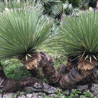 Dasylirion acrotrichum - Great Desert Spoon - 5 Seed Pack - Exotic Succulent from Mexico