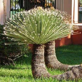 Dasylirion acrotrichum - Great Desert Spoon - 5 Seed Pack - Exotic Succulent from Mexico