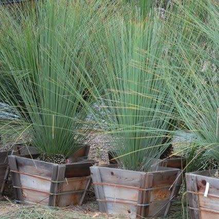 Dasylirion longissimum - Mexican Grass Tree Seeds - Exotic Succulent from Mexico