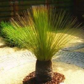Dasylirion longissimum - Mexican Grass Tree Seeds - Exotic Succulent from Mexico