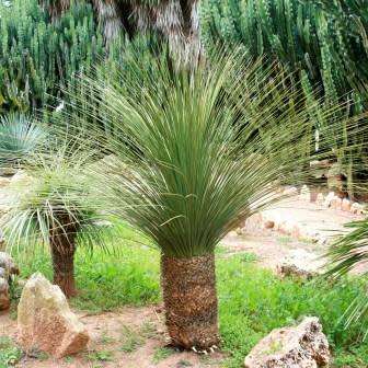 Dasylirion serratifolium - Sand Paper Desert Spoon Seeds - Exotic Succulent from Mexico