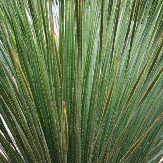 Dasylirion serratifolium - Sand Paper Desert Spoon Seeds - Exotic Succulent from Mexico