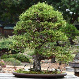 Cupressus macrocarpa - Monterey Cypress Bonsai - 10 Seeds + FREE Gifts Seeds + Bonsai eBook, NEW