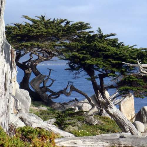 Cupressus macrocarpa Seeds - Monterey Cypress Tree or Shrub