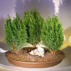 Cupressus sempervirens - Italian Cypress Bonsai Seeds + FREE Gifts Seeds + Bonsai eBook, NEW