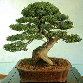 Cupressus sempervirens - Italian Cypress Bonsai Seeds + FREE Gifts Seeds + Bonsai eBook, NEW