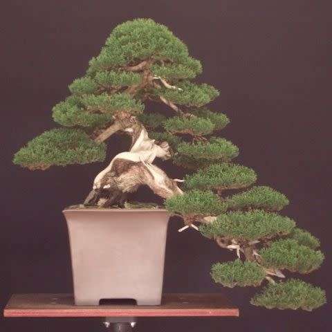 Cupressus sempervirens - Italian Cypress Bonsai Seeds + FREE Gifts Seeds + Bonsai eBook, NEW