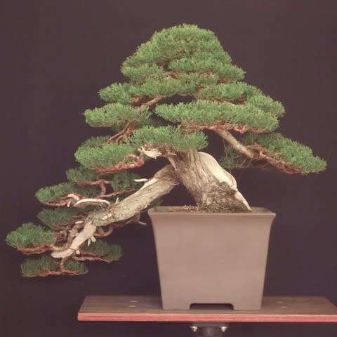 Cupressus sempervirens - Italian Cypress Bonsai Seeds + FREE Gifts Seeds + Bonsai eBook, NEW