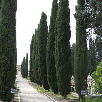Cupressus sempervirens Seeds - Italian Cypress Tree or Shrub, NEW