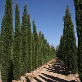 Cupressus sempervirens Seeds - Italian Cypress Tree or Shrub, NEW