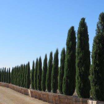 Cupressus sempervirens Seeds - Italian Cypress Tree or Shrub, NEW