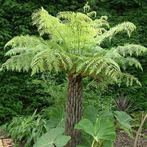 Cyathea australis - Australian Rough Tree Fern - 15 Spore Pack - Exotic Fern - Flat Ship Rate