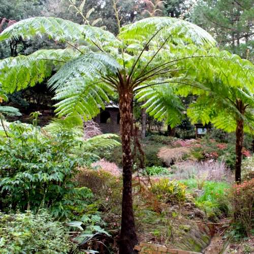 Cyathea australis - Australian Rough Tree Fern - 15 Spore Pack - Exotic Fern - Flat Ship Rate