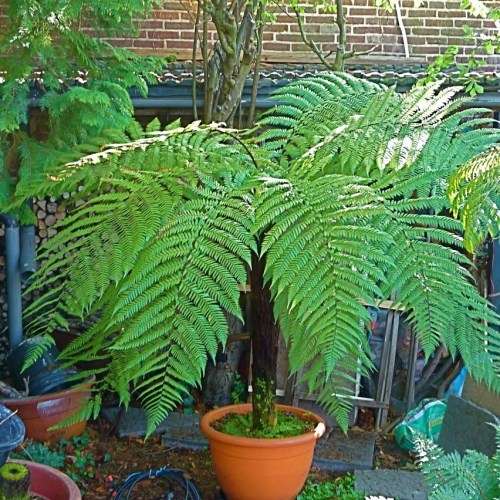 Cyathea australis - Australian Rough Tree Fern - 15 Spore Pack - Exotic Fern - Flat Ship Rate