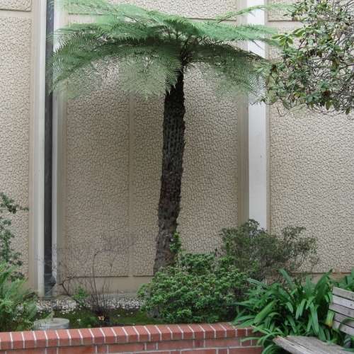 Cyathea australis - Australian Rough Tree Fern - 15 Spore Pack - Exotic Fern - Flat Ship Rate