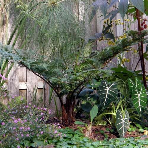 Cyathea australis - Australian Rough Tree Fern - 15 Spore Pack - Exotic Fern - Flat Ship Rate