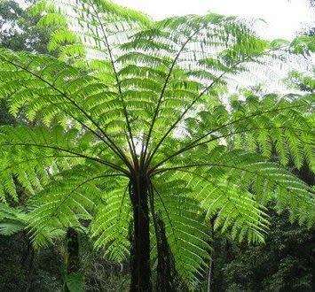 Cyathea cooperi - Exotic Australian Tree Fern - 15 Spore Pack - Flat Ship Rate - New