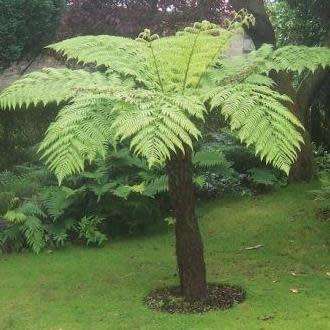 Cyathea cooperi - Exotic Australian Tree Fern - 15 Spore Pack - Flat Ship Rate - New
