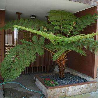 Cyathea cooperi - Exotic Australian Tree Fern - 15 Spore Pack - Flat Ship Rate - New