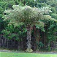 Cyathea dealbata - Exotic New Zealand Silver Tree Fern - 15 Spore Pack - Flat Ship Rate - New