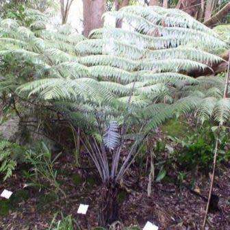 Cyathea dealbata - Exotic New Zealand Silver Tree Fern - 15 Spore Pack - Flat Ship Rate - New