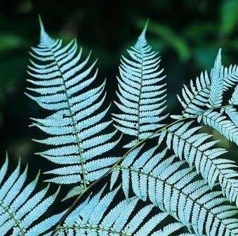 Cyathea dealbata - Exotic New Zealand Silver Tree Fern - 15 Spore Pack - Flat Ship Rate - New